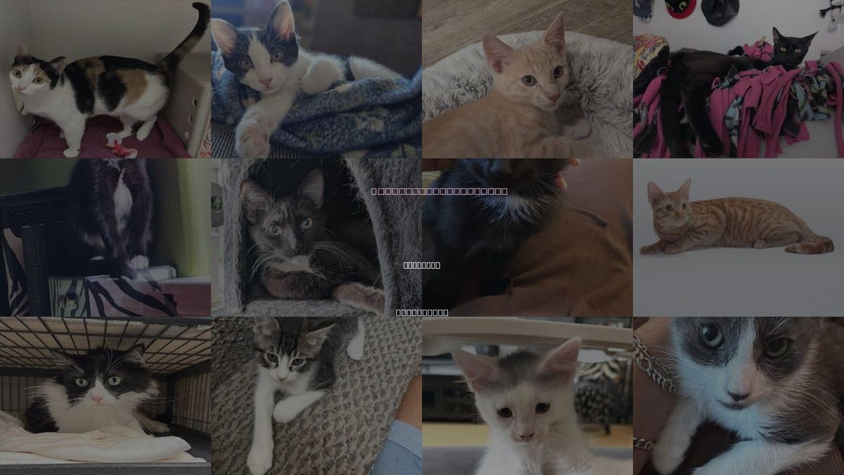 Cats for Adoption in Glendale, California