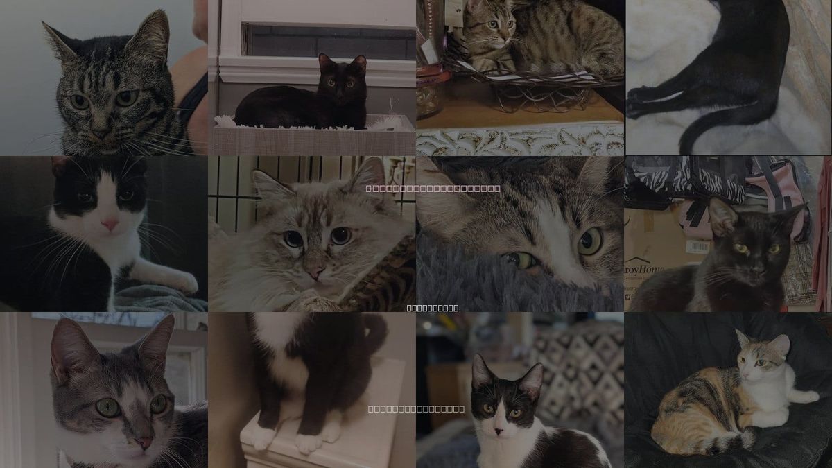 Cats for Adoption in Glendora, California