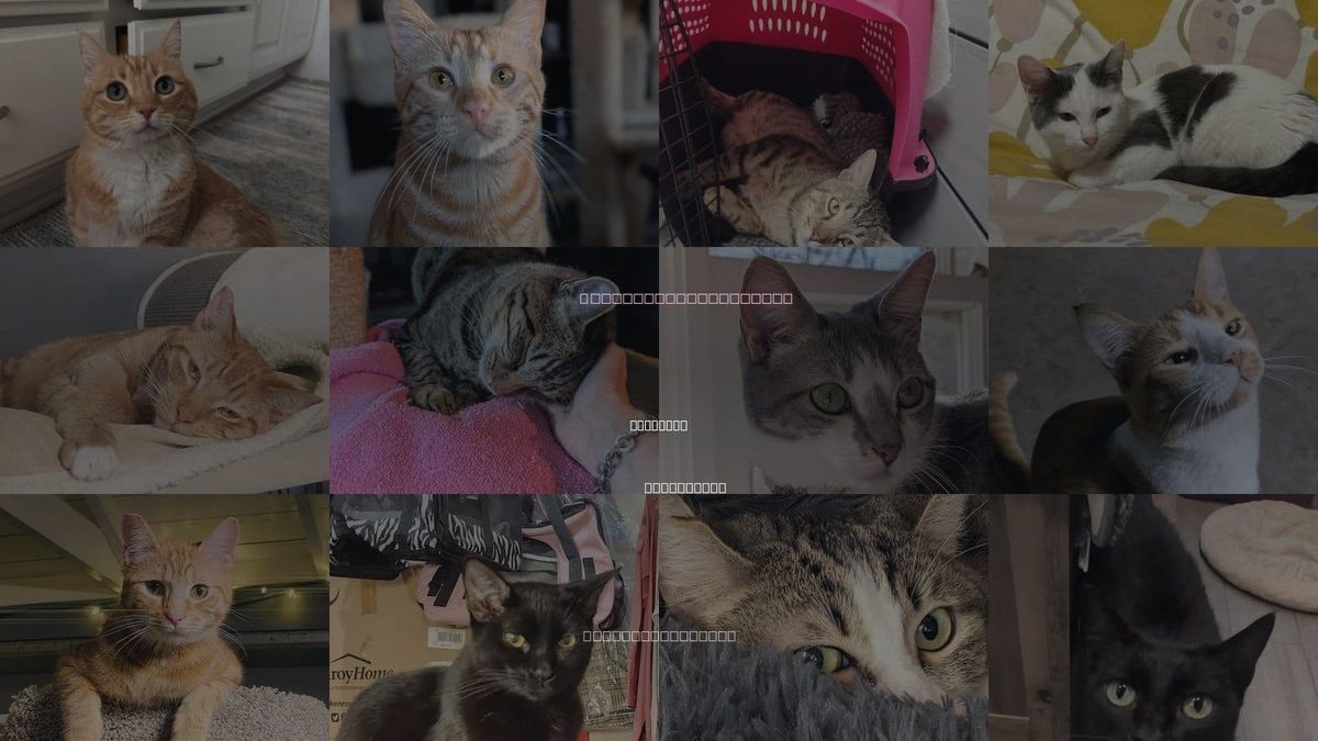 Cats for Adoption in Glendora, California