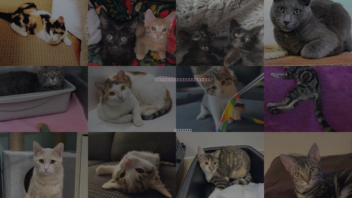 Cats for Adoption in Glenview, Illinois