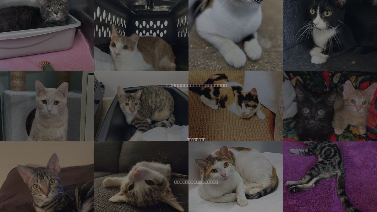 Cats for Adoption in Glenview, Illinois