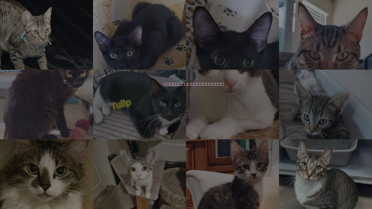 Cats for Adoption in Goodyear, Arizona