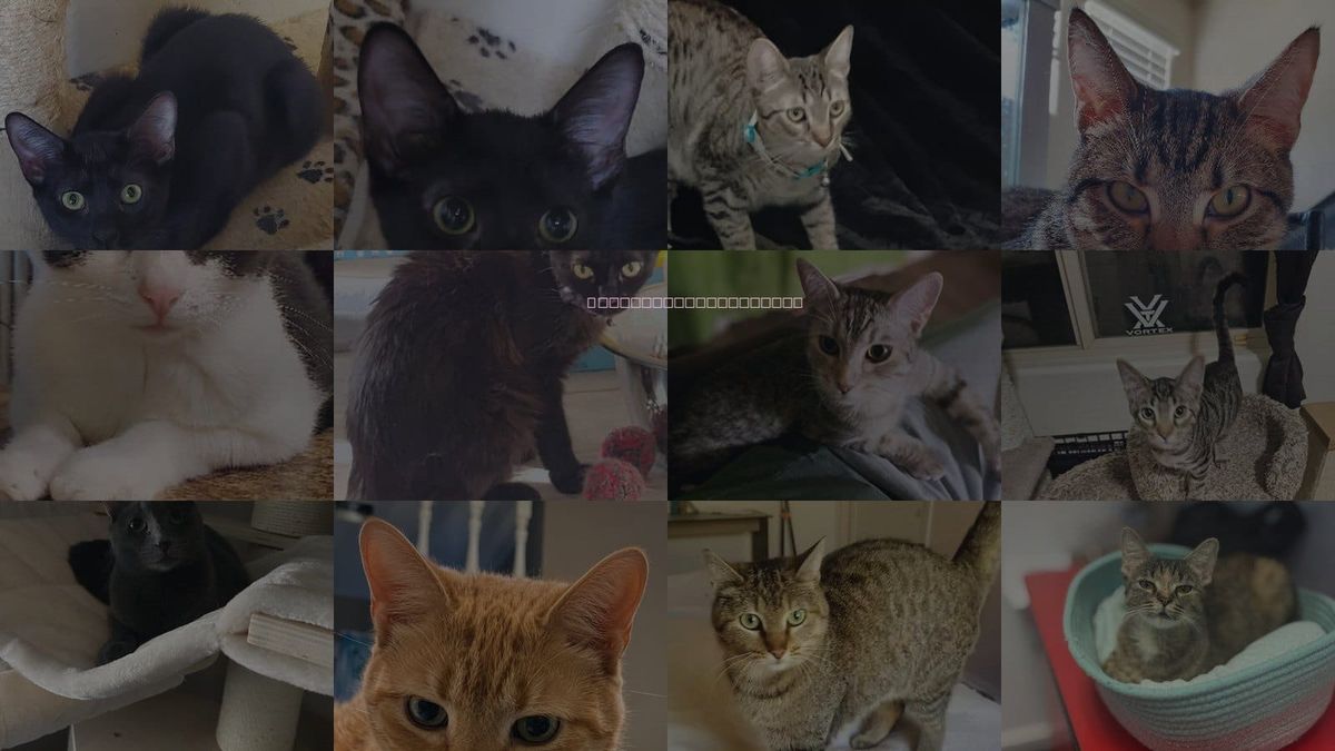 Cats for Adoption in Goodyear, Arizona