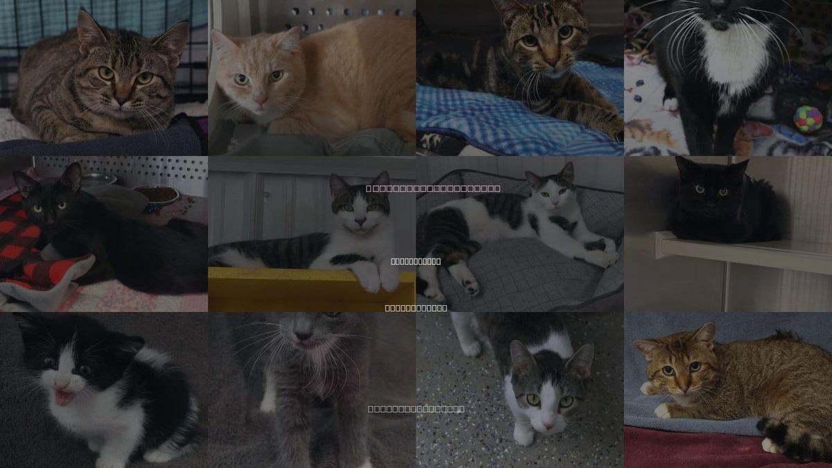 Cats for Adoption in Grand Forks, North Dakota