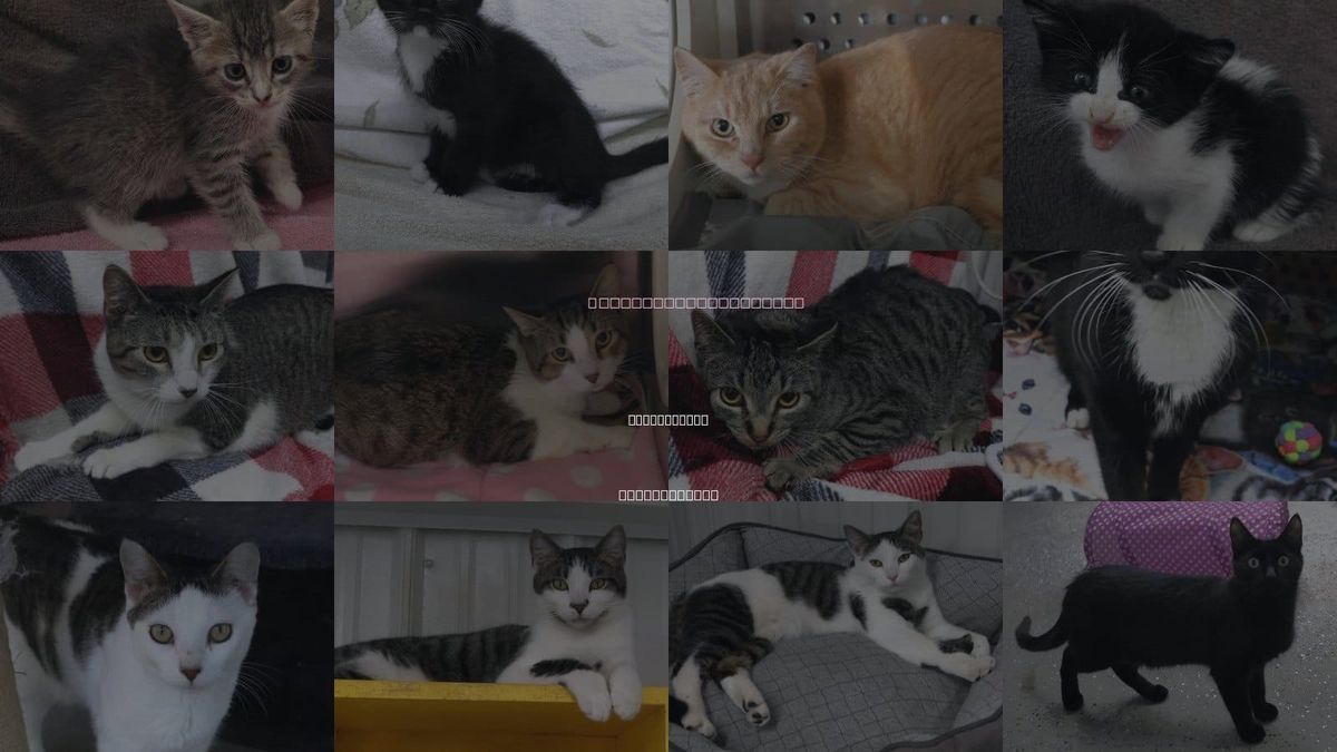 Cats for Adoption in Grand Forks, North Dakota