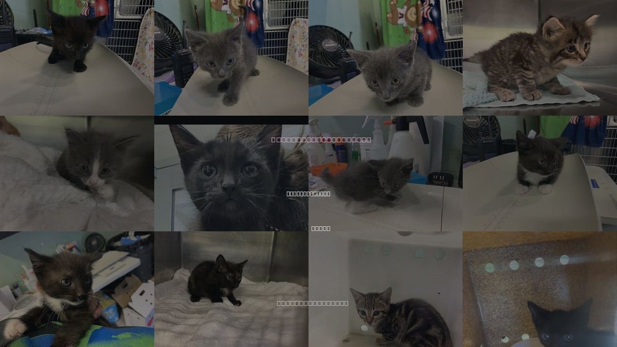 Cats for Adoption in Grand Prairie, Texas