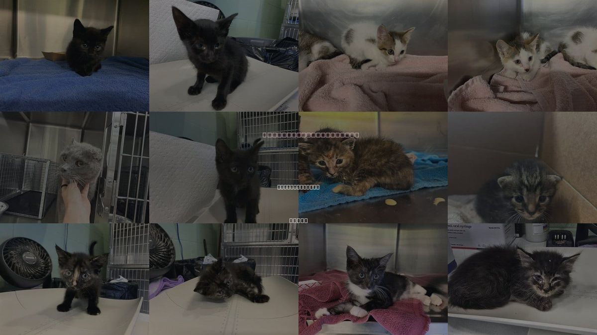 Cats for Adoption in Grand Prairie, Texas