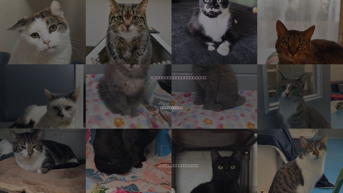 Cats for Adoption in Grand Rapids, Michigan