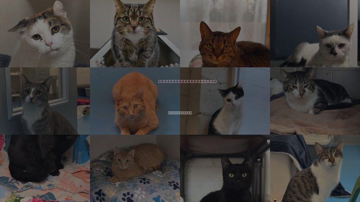 Cats for Adoption in Grand Rapids, Michigan