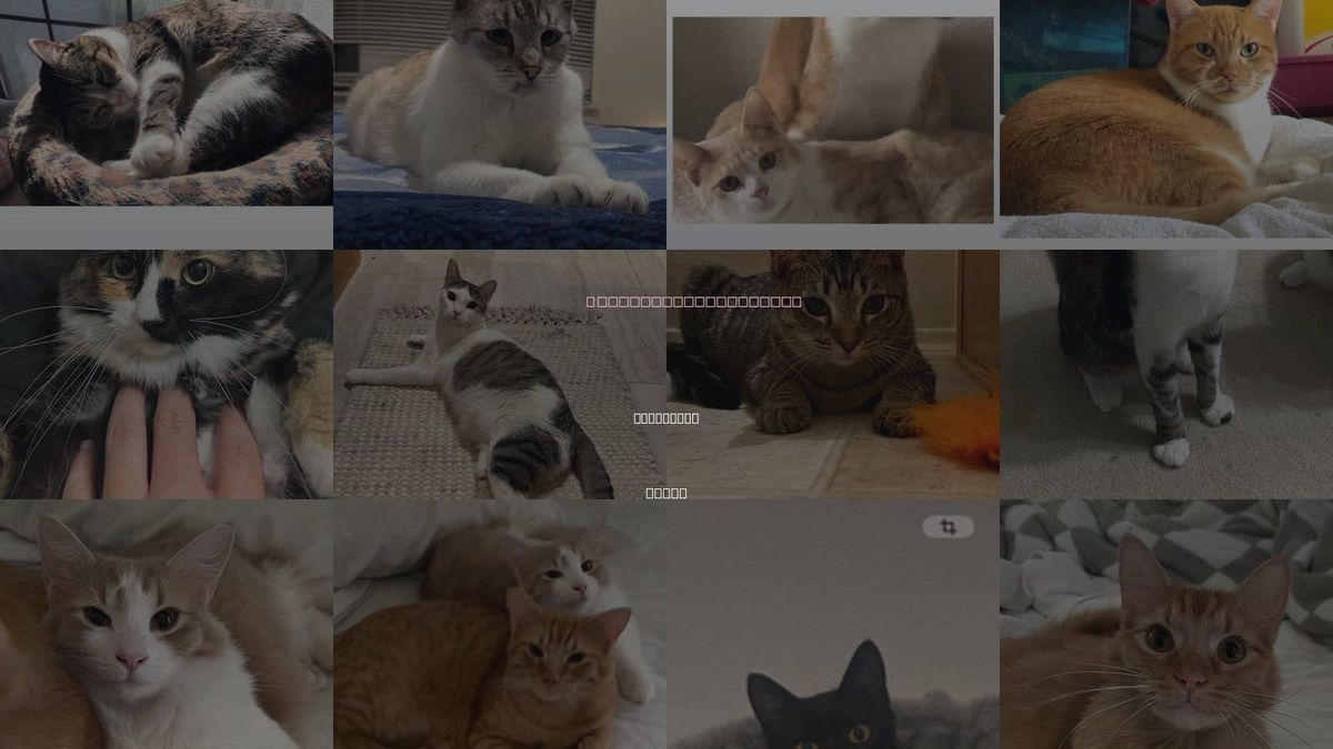 Cats for Adoption in Grapevine, Texas