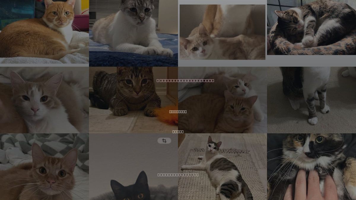 Cats for Adoption in Grapevine, Texas