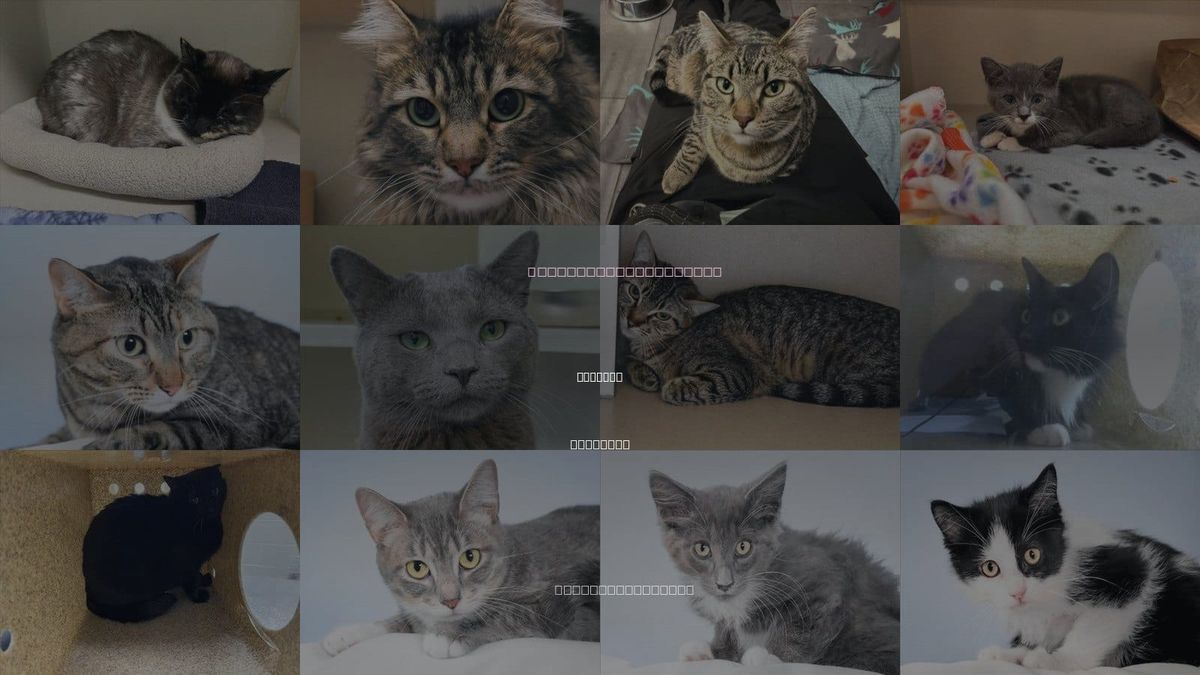 Cats for Adoption in Greeley, Colorado