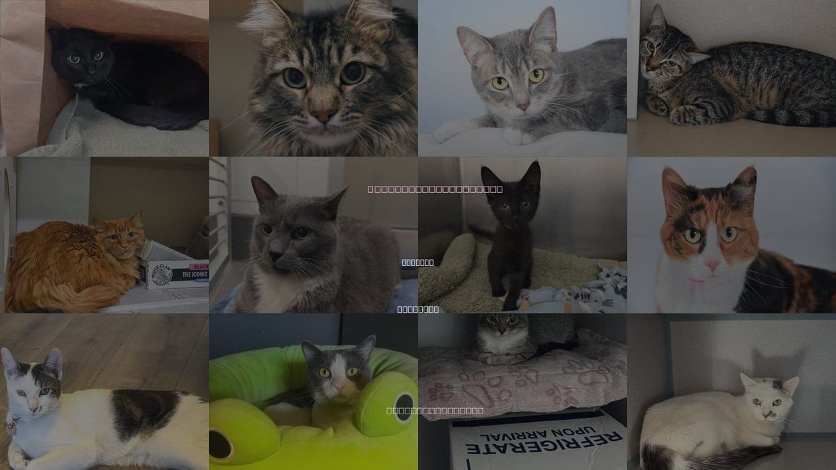 Cats for Adoption in Greeley, Colorado