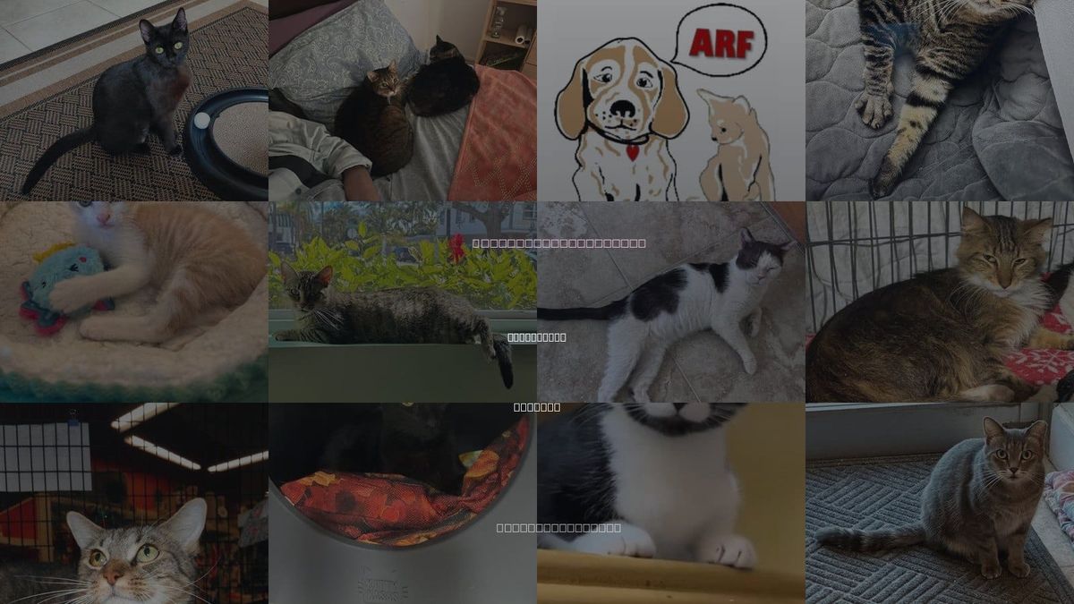 Cats for Adoption in Greenacres, Florida