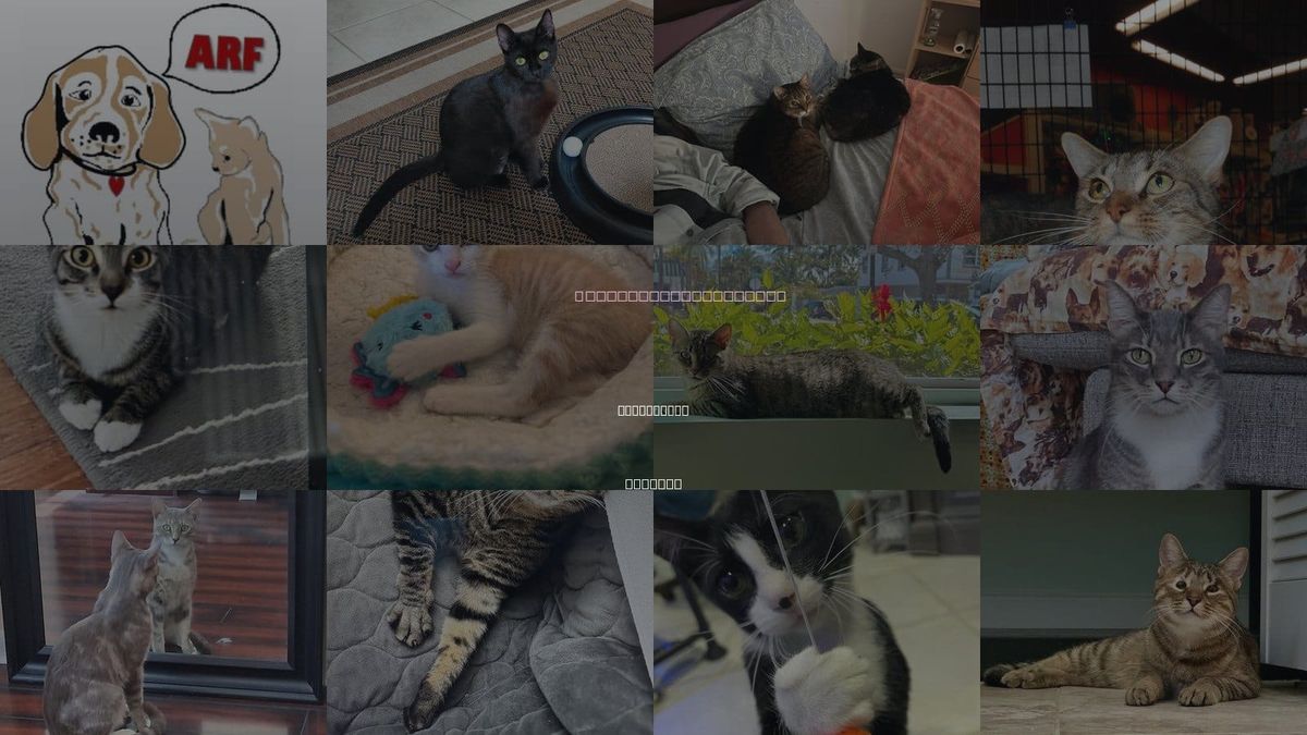 Cats for Adoption in Greenacres, Florida
