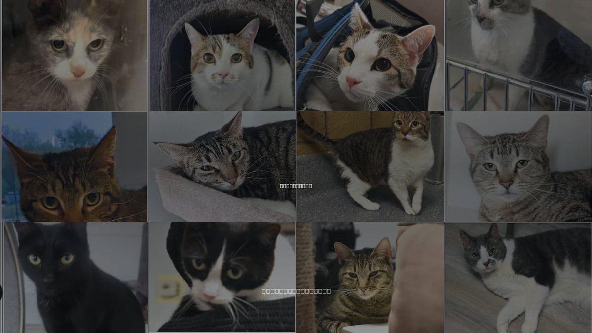 Cats for Adoption in Greenfield, Indiana