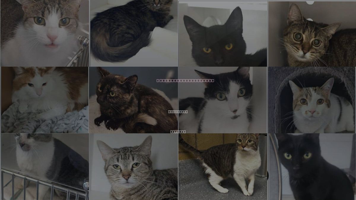 Cats for Adoption in Greenfield, Indiana