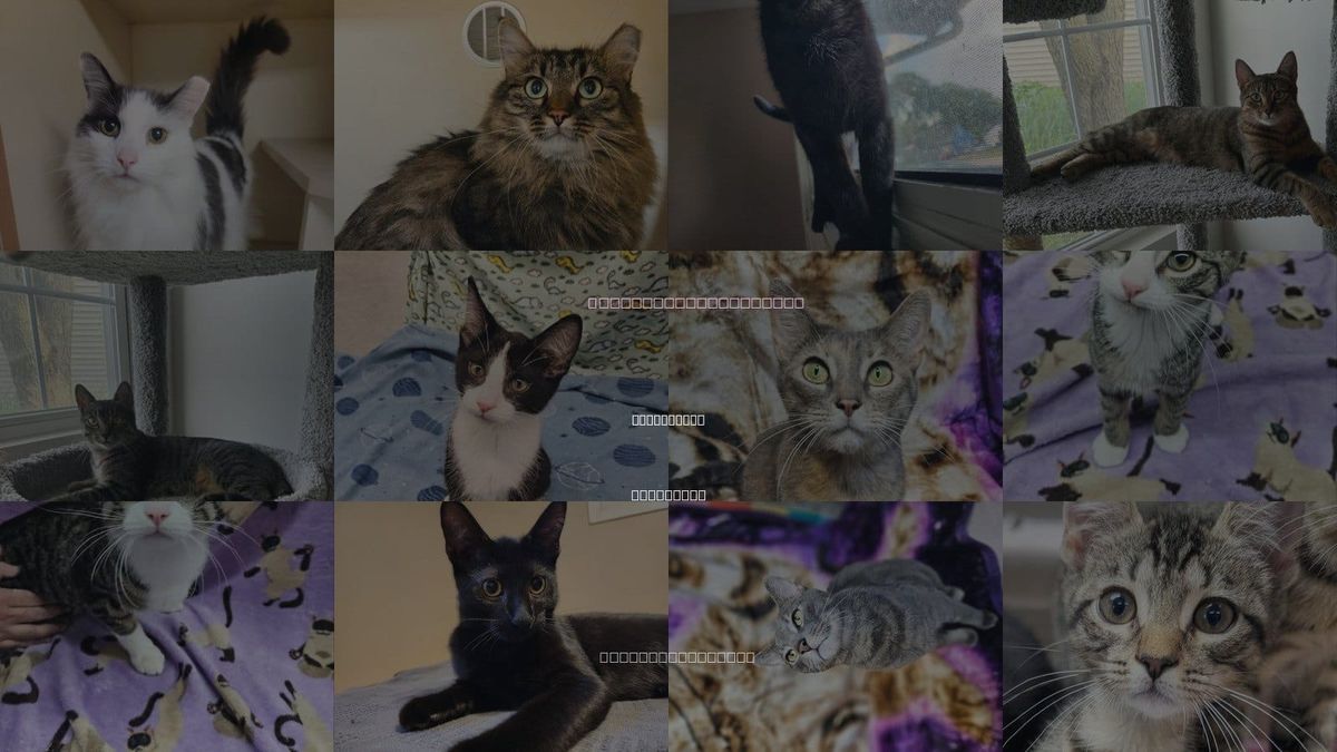 Cats for Adoption in Greenfield, Wisconsin
