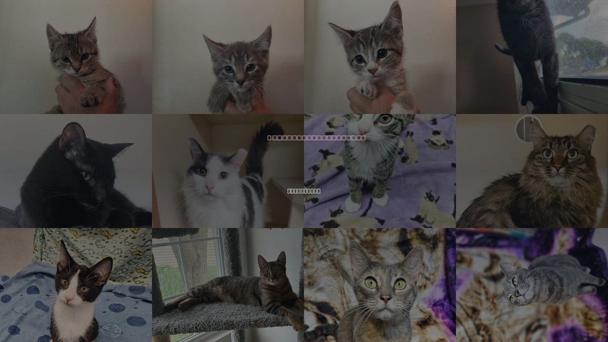 Cats for Adoption in Greenfield, Wisconsin