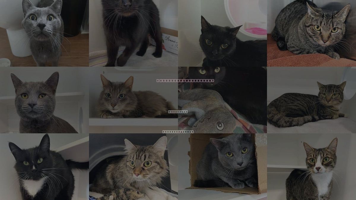 Cats for Adoption in Greensboro, North Carolina