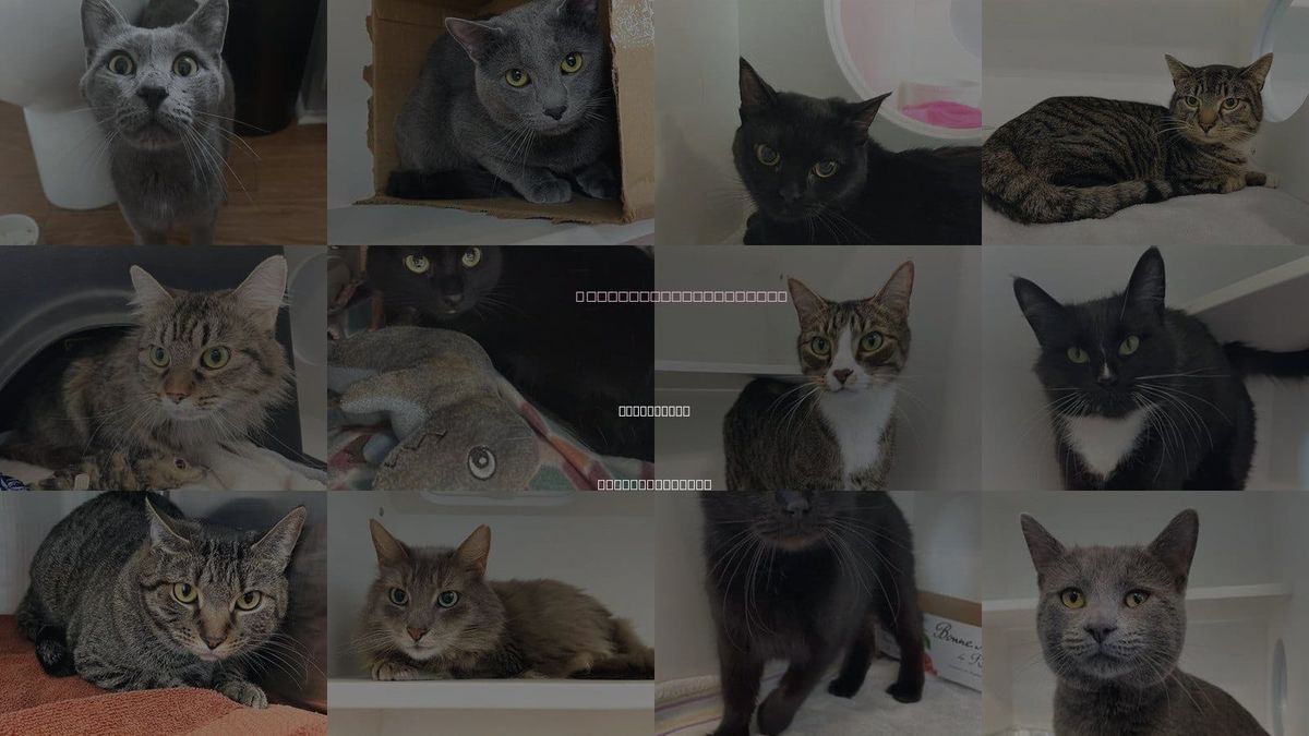 Cats for Adoption in Greensboro, North Carolina