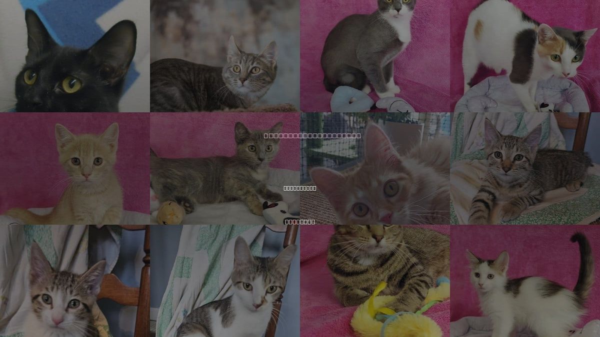 Cats for Adoption in Greenville, Illinois