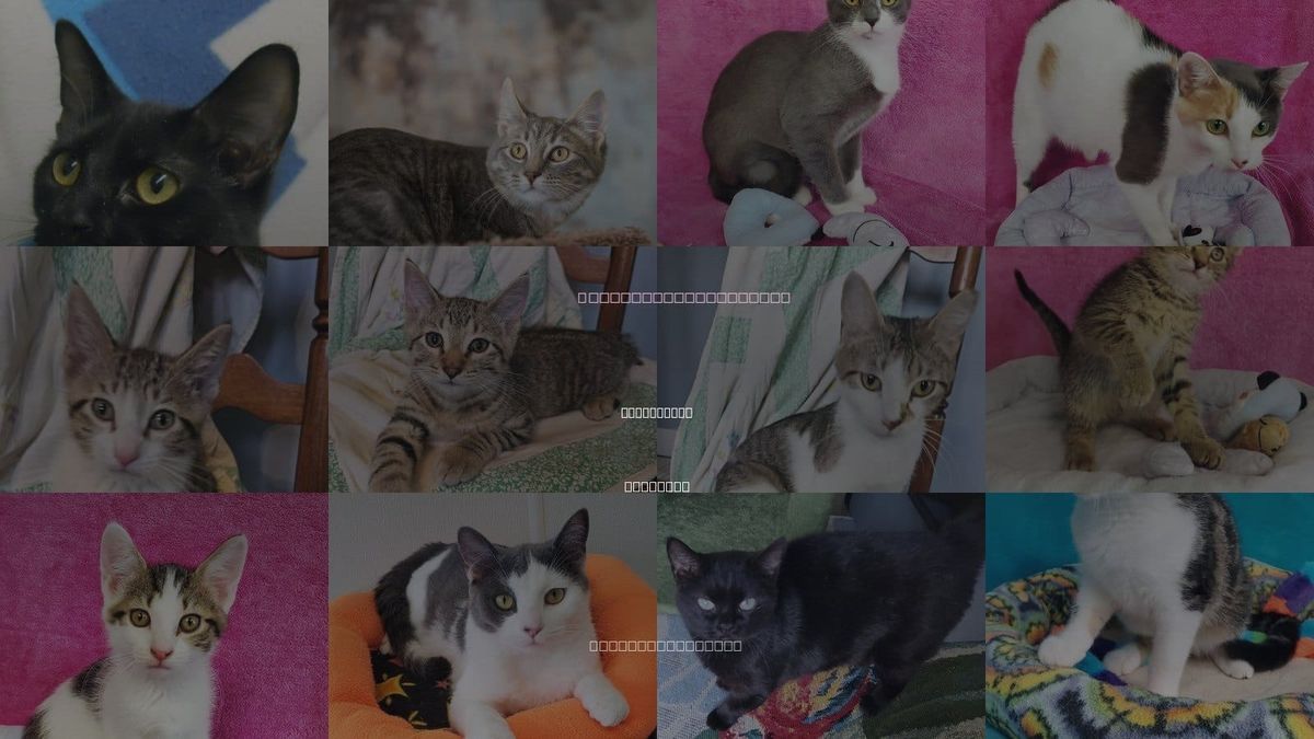 Cats for Adoption in Greenville, Illinois