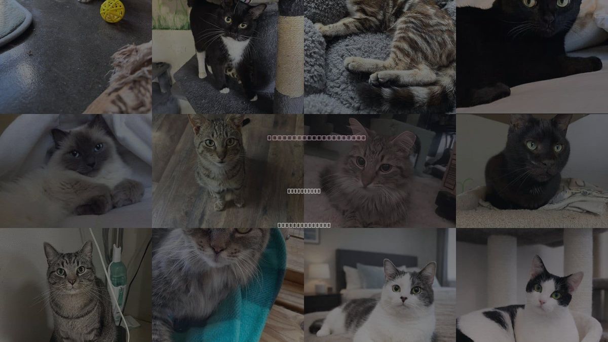 Cats for Adoption in Greenville, South Carolina