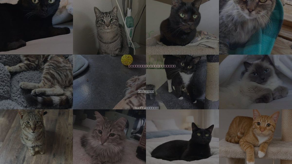 Cats for Adoption in Greenville, South Carolina