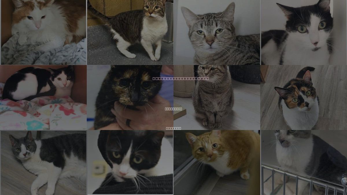 Cats for Adoption in Greenwood, Indiana