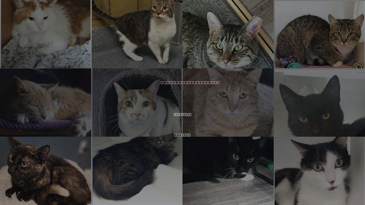 Cats for Adoption in Greenwood, Indiana