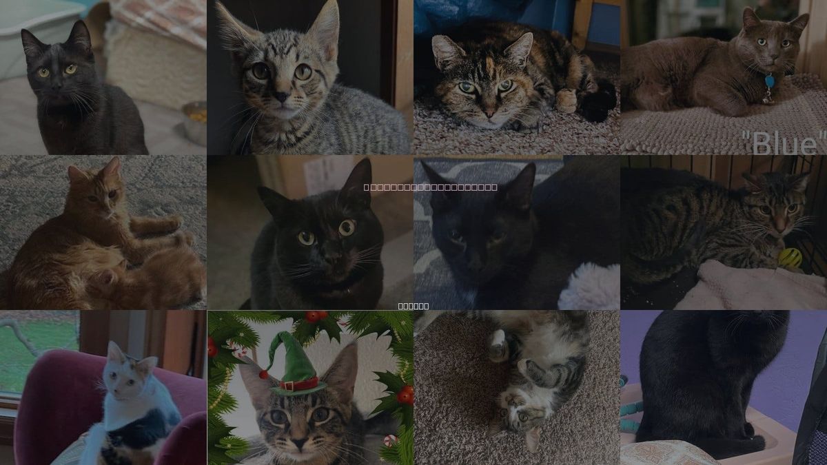 Cats for Adoption in Gresham, Oregon