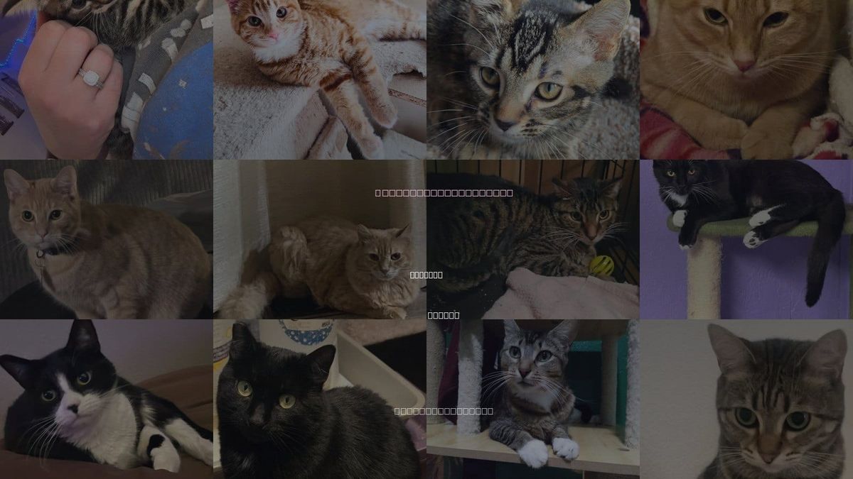 Cats for Adoption in Gresham, Oregon