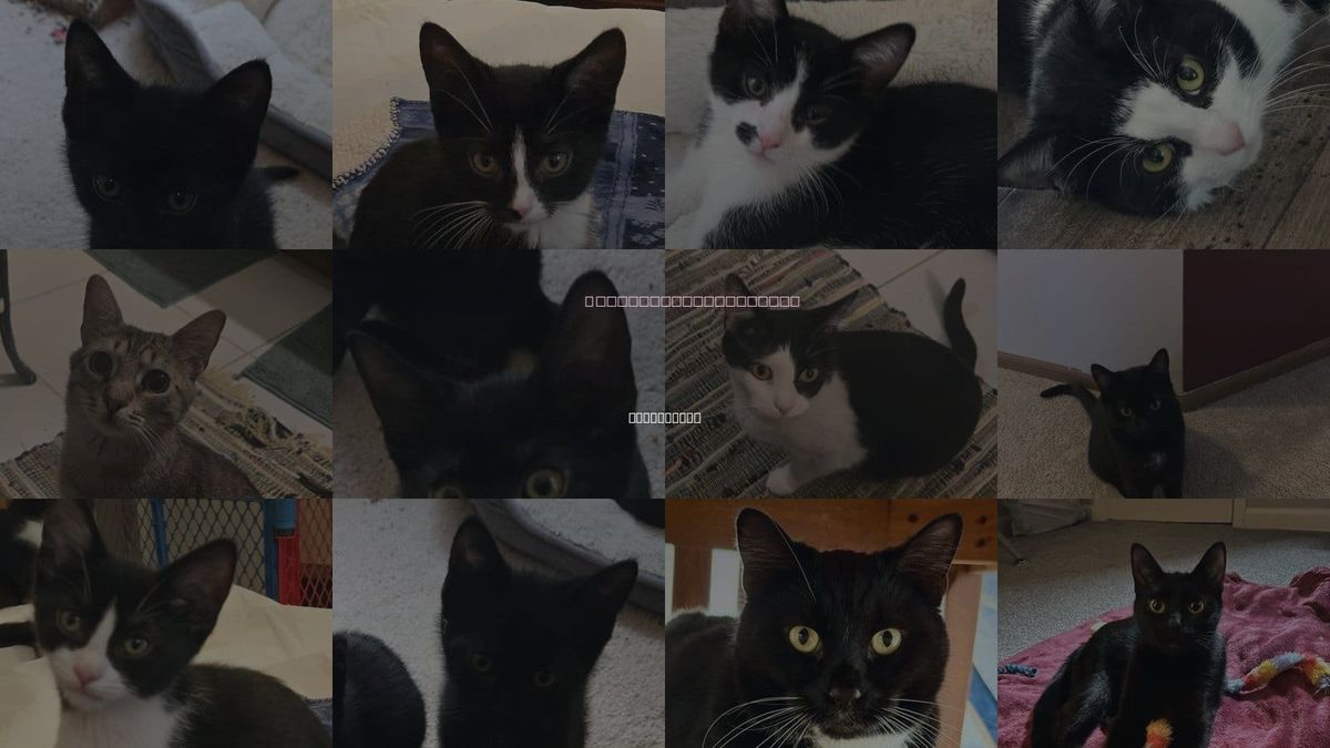 Cats for Adoption in Grove City, Ohio
