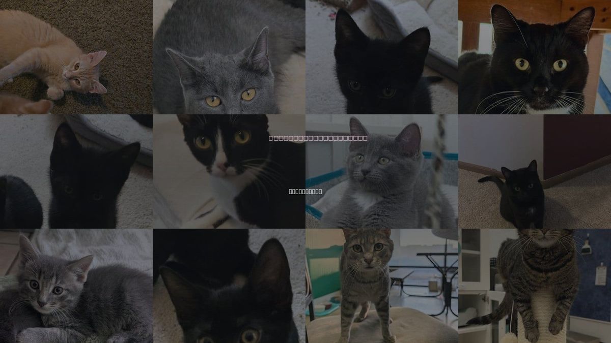 Cats for Adoption in Grove City, Ohio