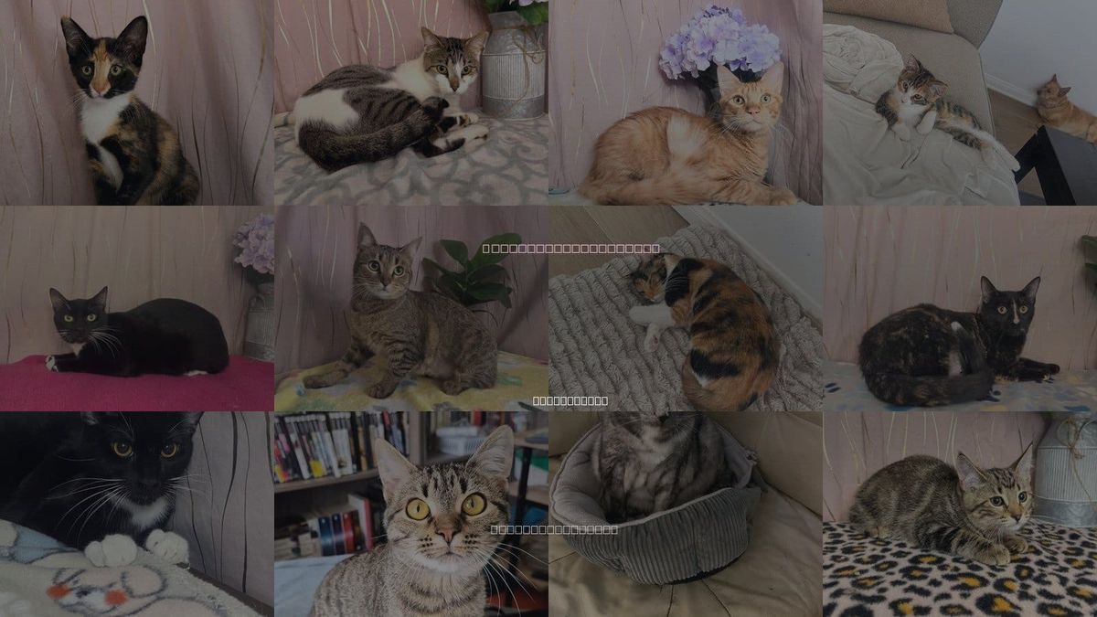Cats for Adoption in Gulfport, Mississippi