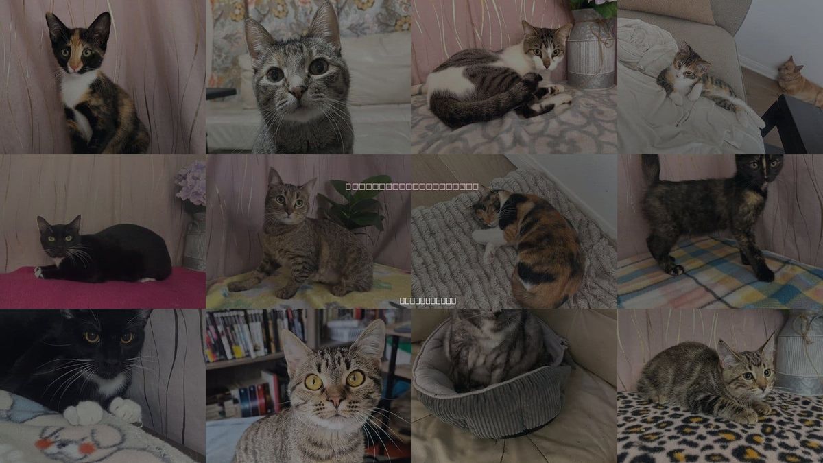 Cats for Adoption in Gulfport, Mississippi