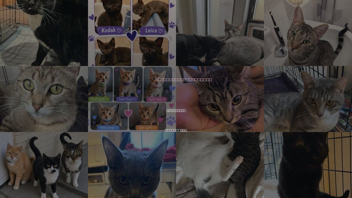 Cats for Adoption in Hackensack, New Jersey
