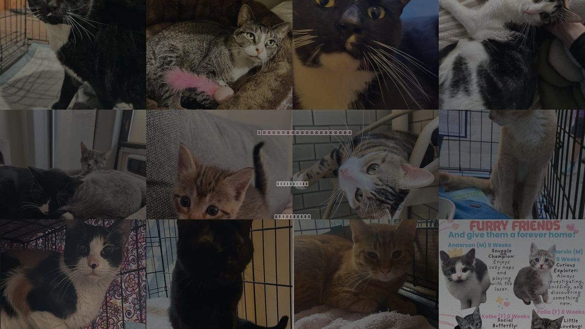 Cats for Adoption in Hackensack, New Jersey