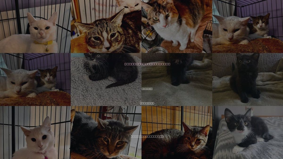 Cats for Adoption in Hagaman, New York