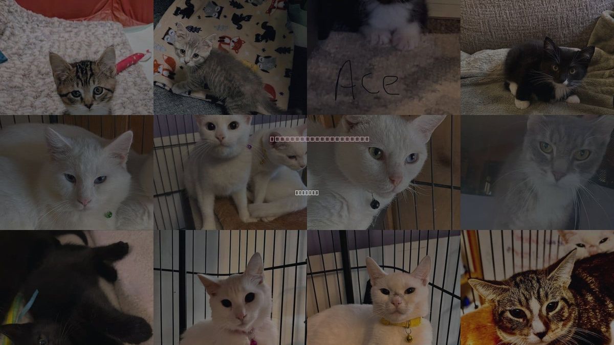 Cats for Adoption in Hagaman, New York