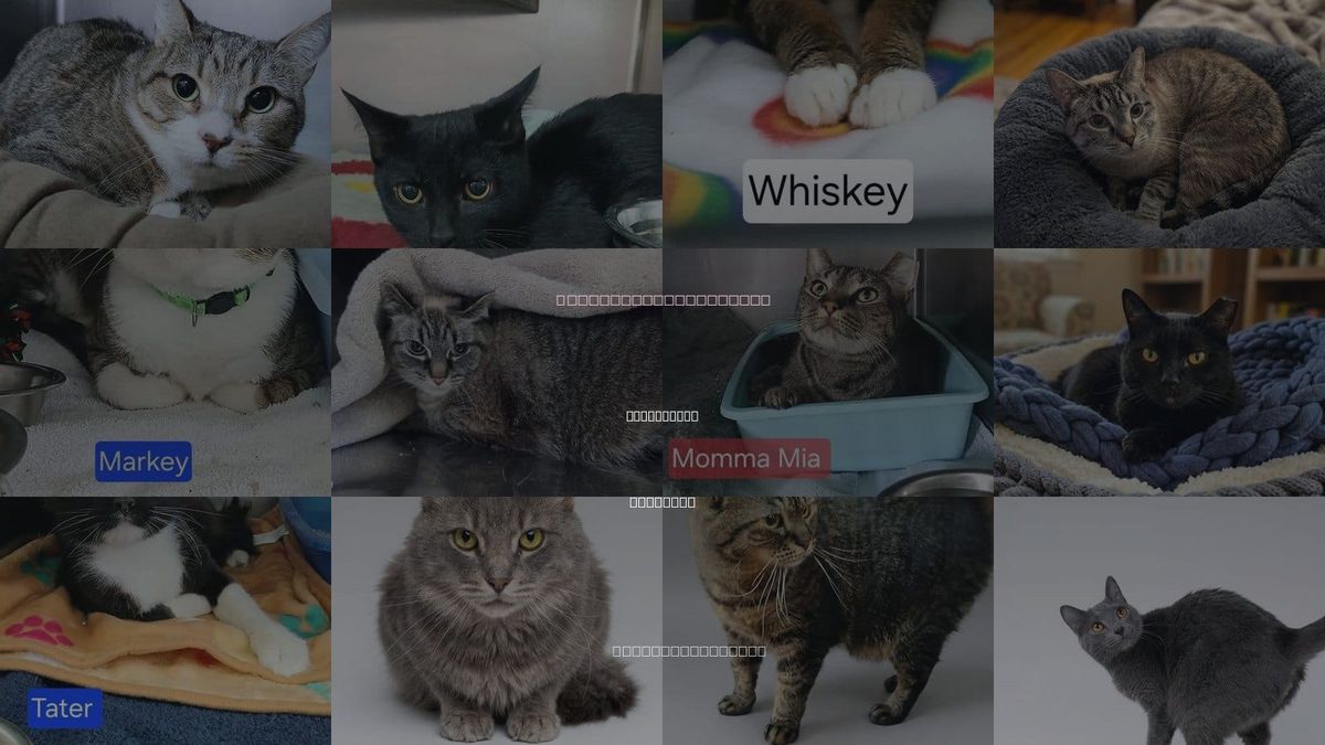 Cats for Adoption in Hagerstown, Maryland