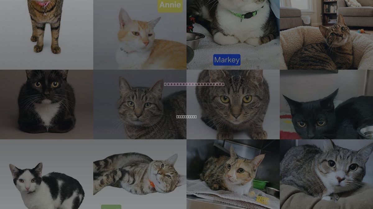 Cats for Adoption in Hagerstown, Maryland