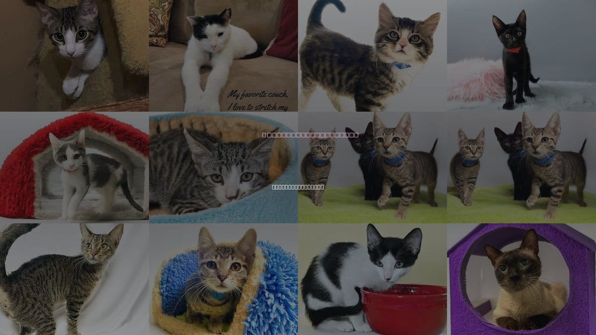 Cats for Adoption in Hallandale Beach, Florida