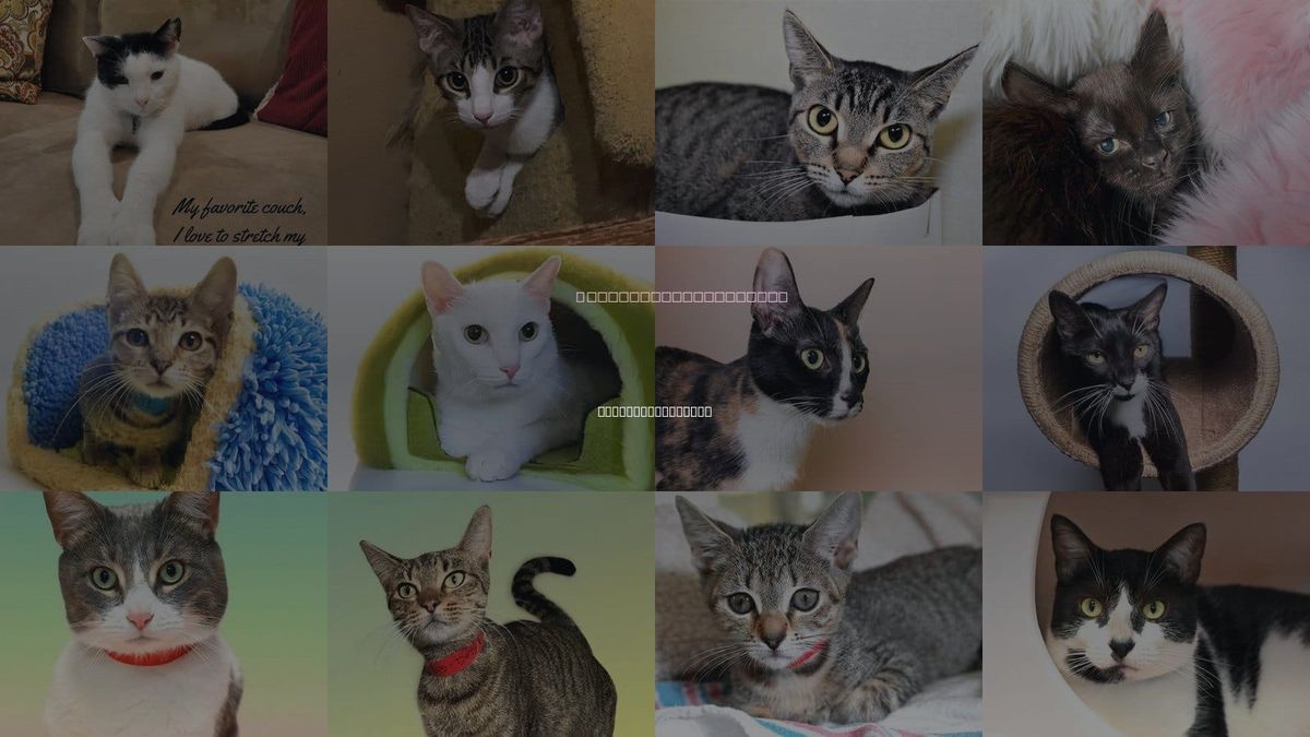 Cats for Adoption in Hallandale Beach, Florida