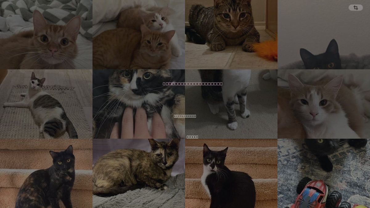 Cats for Adoption in Haltom City, Texas
