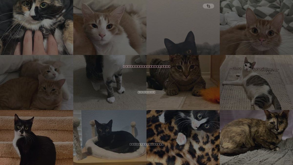 Cats for Adoption in Haltom City, Texas