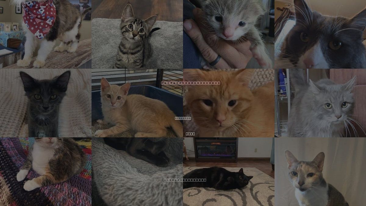 Cats for Adoption in Hamilton, Ohio