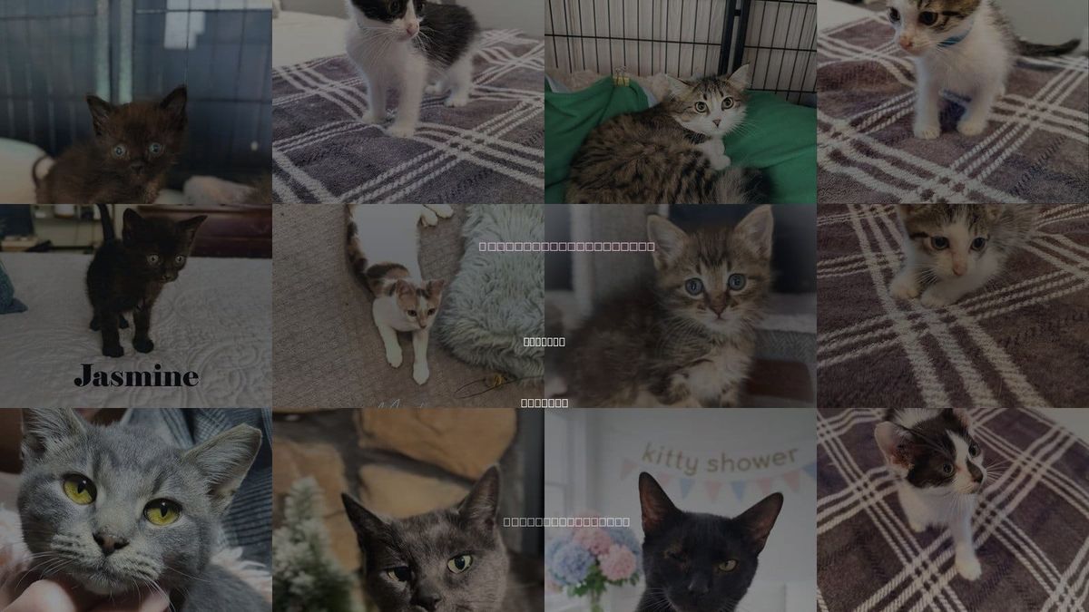 Cats for Adoption in Hammond, Indiana