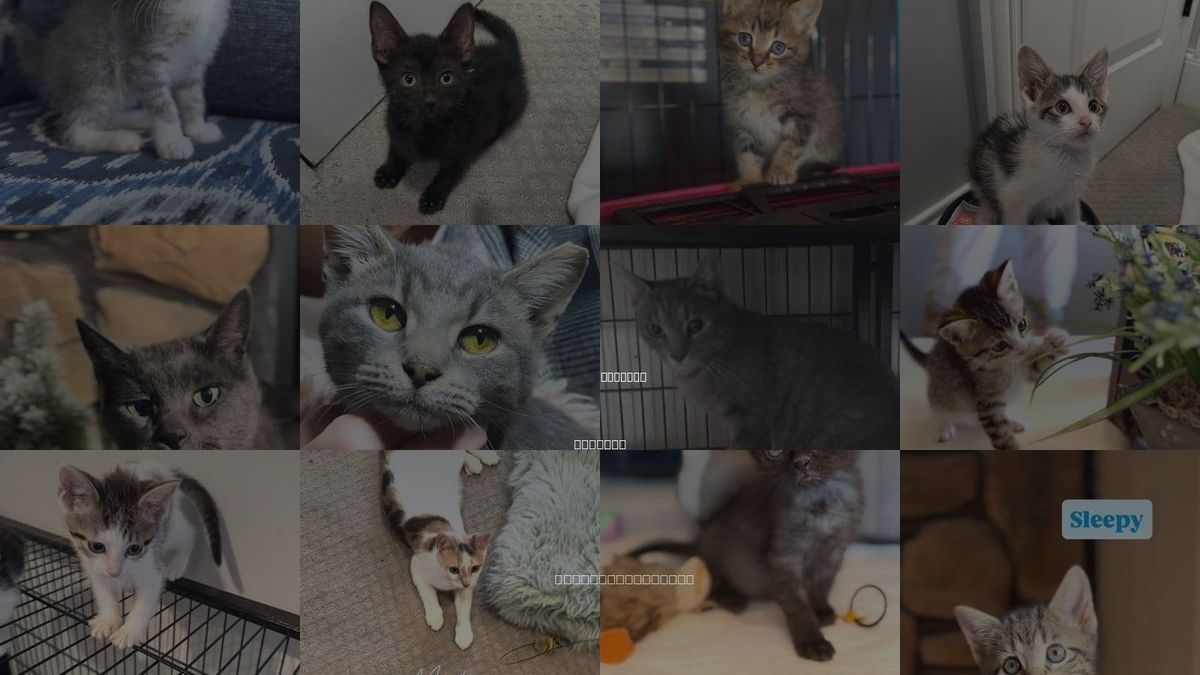 Cats for Adoption in Hammond, Indiana